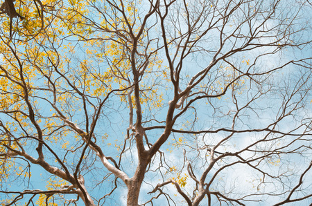 Nature autumn tree branch on sky and white clouds abstract background. Ecology environment and travel relax concept. Vintage tone filter effect color style.の写真素材
