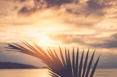 ature palm leaf on tropical sunset beach background. Copy space of summer vacation and business travel concept. Shallow depth of field. Vintage tone filter color style.の写真素材