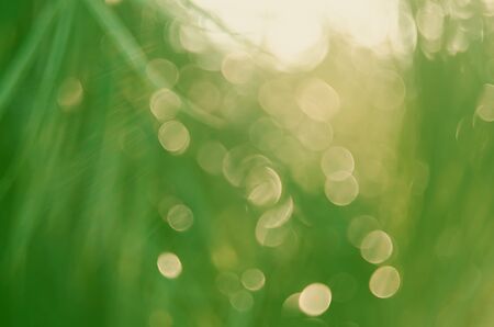 Copy space of blur palm leaf tree on blue sky and white clouds with bokeh sun ligth abstract texture background. Ecology and environment concept. Vintage tone filter effect color style.の写真素材