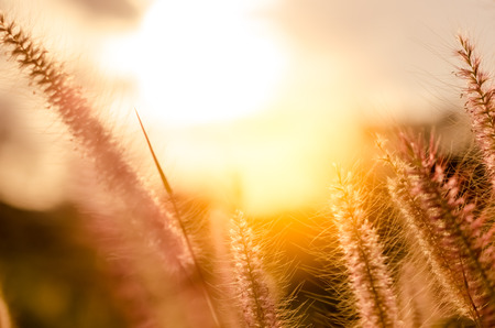 Copy space frame grass flower in sunset sky abstract background. Nature environment ecology and travel relax concept. Vintage tone filter effect color style.の写真素材