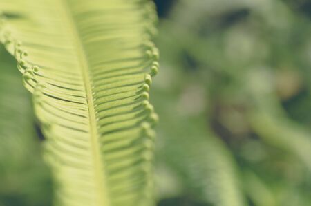 Tropical nature green leaf texture abstract background. Tropical forest ecology environment and travel adventure concept. Shallow depth of field. Vintage tone filter effect color style.の写真素材