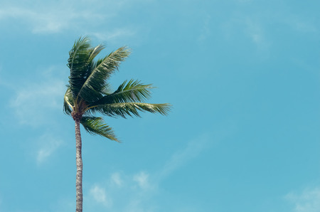 Copy space of tropical palm tree with sun light on sky background. Summer vacation and nature travel environment concept. Vintage tone filter effect color style.の写真素材
