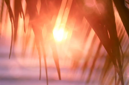 Blur beautiful nature green palm leaf on tropical sunset beach with bokeh light wave abstract background. Copy space of summer vacation and business travel concept. Vintage tone filter color style.の写真素材