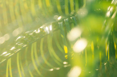 Copy space of blur palm leaf tree on blue sky and white clouds with bokeh sun ligth abstract texture background. Ecology and environment concept. Vintage tone filter effect color style.の写真素材