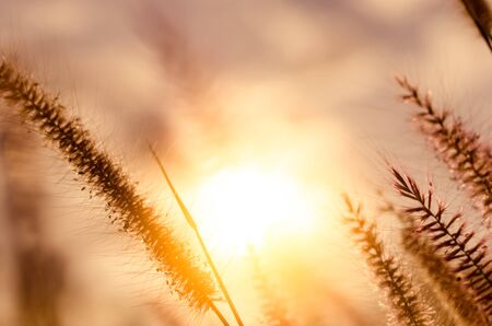 Copy space frame grass flower in sunset sky abstract background. Nature environment ecology and travel relax concept. Vintage tone filter effect color style.の写真素材