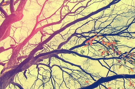 Nature autumn tree branch on sky and white clouds abstract texture background. Ecology environment and travel relax concept. Vintage tone filter effect color style.の写真素材