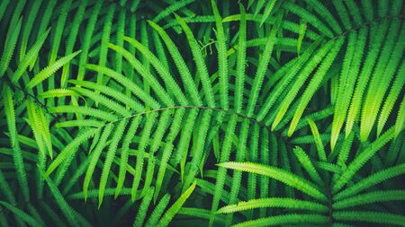 Close up tropical nature green leaf texture abstract background. Copy space ecology environment and...