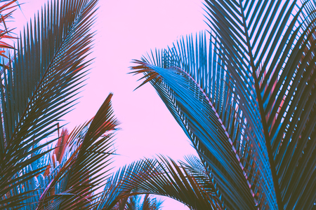 Pink palm leaf pattern texture abstract background. Copy space for graphic design tropical summer concept. Vintage tone filter effect color style.の写真素材