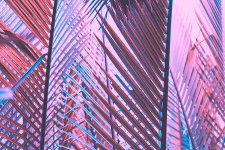 Pink palm leaf pattern texture abstract background. Copy space for graphic design tropical summer...