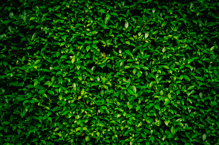 Close up tropical nature green leaf texture abstract background. Copy space ecology environment and travel adventure concept. Shallow depth of field. Vintage tone filter effect color style.の写真素材