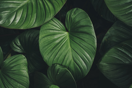 Close up tropical nature green leaf caladium texture background. Tropical forest and travel adventure concept. Vintage tone filter effect color style.の写真素材
