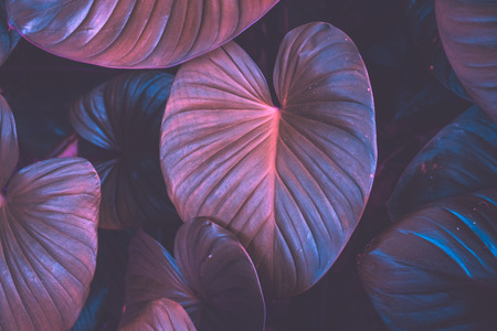 Close up tropical nature green leaf caladium texture background. Tropical forest and travel...