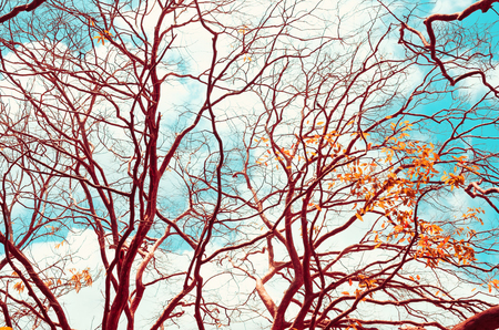 Autumn season and nature tree branch on sky and white clouds abstract texture background. Ecology environment and travel relax concept. Vintage tone filter effect color style.の写真素材