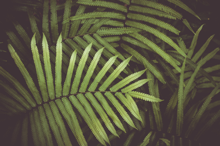 Close up tropical nature green leaf texture abstract background. Copy space ecology environment and travel adventure concept. Shallow depth of field. Vintage tone filter effect color style.の写真素材