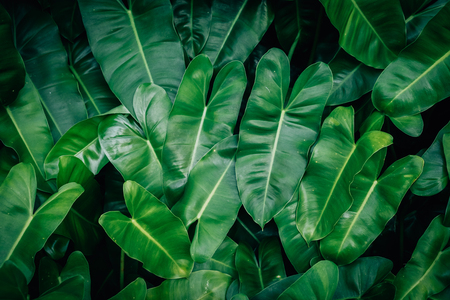 Close up tropical nature green leaf texture abstract background. Copy space ecology environment and travel adventure concept. Shallow depth of field. Vintage tone filter effect color style.の写真素材