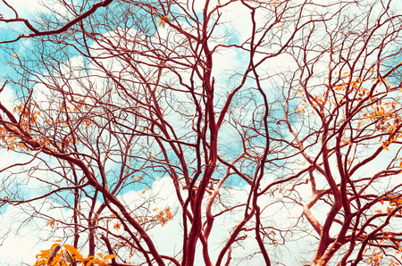 Autumn season and nature tree branch on sky and white clouds abstract texture background. Ecology environment and travel relax concept. Vintage tone filter effect color style.の写真素材