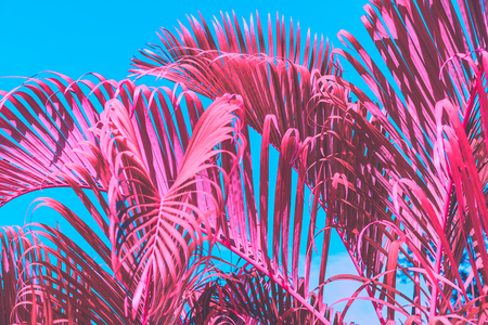 Pink palm leaf pattern texture on blue sky abstract background. Copy space for graphic design tropical summer concept. Vintage tone filter effect color style.の写真素材