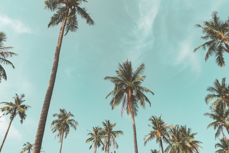Copy space tropical palm tree with sun light on blue sky and cloud abstract background. Summer...