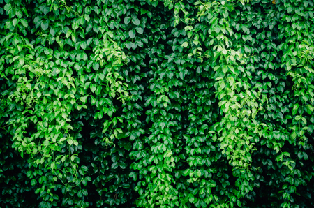 Close up tropical nature green leaf texture abstract background. Copy space ecology environment and travel adventure concept. Shallow depth of field. Vintage tone filter effect color style.の写真素材