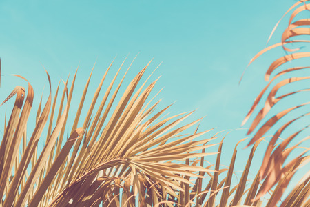 Copy space tropical palm tree with sun light on blue sky and cloud abstract background. Summer vacation and nature travel adventure concept. Vintage tone filter effect color style.の写真素材
