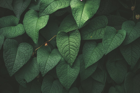 Close up tropical nature green leaf texture abstract background. Copy space ecology environment and travel adventure concept. Shallow depth of field. Vintage tone filter effect color style.の写真素材