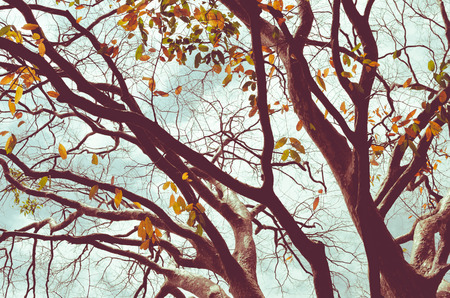 Autumn season and nature tree branch on sky and white clouds abstract texture background. Ecology environment and travel relax concept. Vintage tone filter effect color style.の写真素材