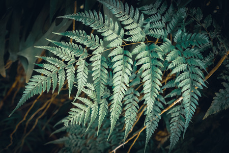 Close up tropical nature green leaf texture abstract background. Copy space ecology environment and travel adventure concept. Shallow depth of field. Vintage tone filter effect color style.の写真素材