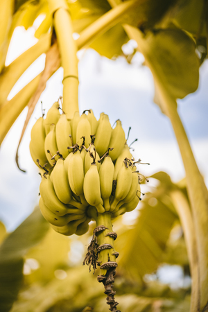 Branch of yellow banana on tree in nature background. Food and environment concept. Vintage tone filter effect color style.の写真素材