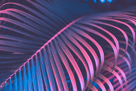 Pink palm leaf pattern texture abstract background. Copy space for graphic design tropical summer concept. Vintage tone filter effect color style.の写真素材