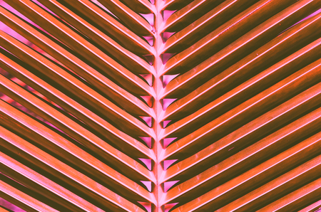 Palm leaf pattern texture abstract background. Vintage tone filter effect color style.の写真素材