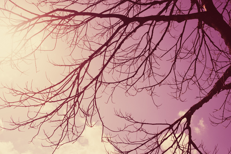 Autumn season and nature tree branch on sky and white clouds abstract texture background. Ecology environment and travel relax concept. Vintage tone filter effect color style.の写真素材