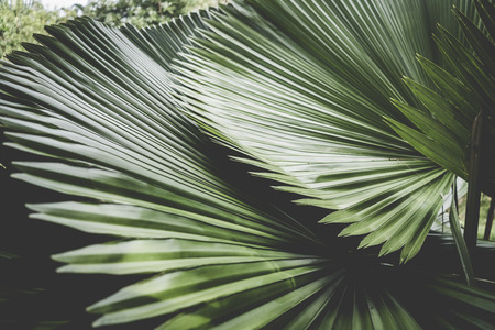 Copy space of blur green palm leaf tree with bokeh sun ligth abstract texture background. Ecology and environment concept. Vintage tone filter effect color style.の写真素材