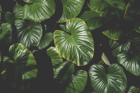 Close up tropical nature green leaf caladium texture background. Tropical forest and travel adventure concept. Vintage tone filter effect color style.の写真素材