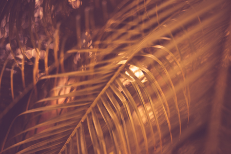 Yellow palm leaf pattern texture abstract background. Copy space for graphic design tropical summer concept. Vintage tone filter effect color style.の写真素材