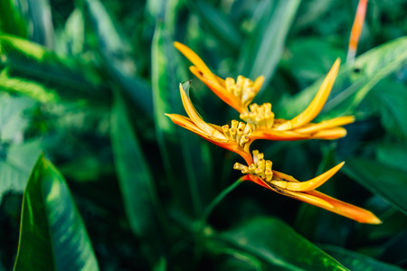 Close up yellow flower with tropical nature green leaf texture abstract background. Copy space...