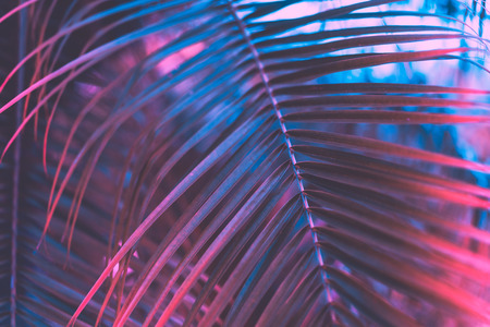 Pink palm leaf pattern texture abstract background. Copy space for graphic design tropical summer concept. Vintage tone filter effect color style.の写真素材