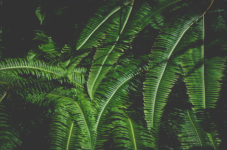 Close up tropical nature green leaf texture abstract background. Copy space ecology environment and travel adventure concept. Shallow depth of field. Vintage tone filter effect color style.の写真素材