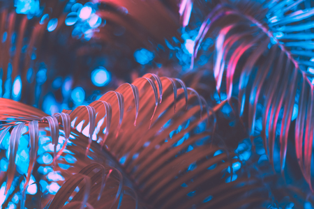 Pink palm leaf pattern texture abstract background. Copy space for graphic design tropical summer concept. Vintage tone filter effect color style.の写真素材