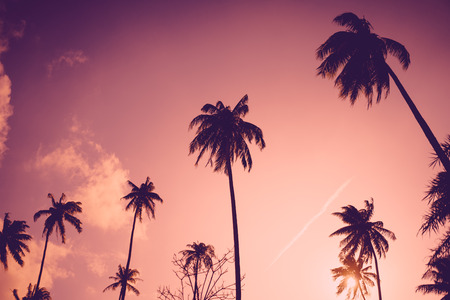 Copy space of silhouette tropical palm tree with sun light on sunset sky and cloud abstract background. Summer vacation and nature travel adventure concept. Vintage tone filter effect color style.の写真素材