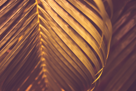 Yellow palm leaf pattern texture abstract background. Copy space for graphic design tropical summer concept. Vintage tone filter effect color style.の写真素材
