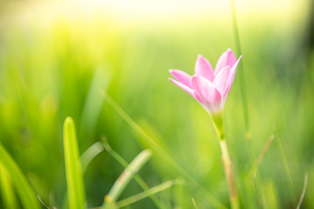 Pink flower on nature green grass background with sunlight.の写真素材