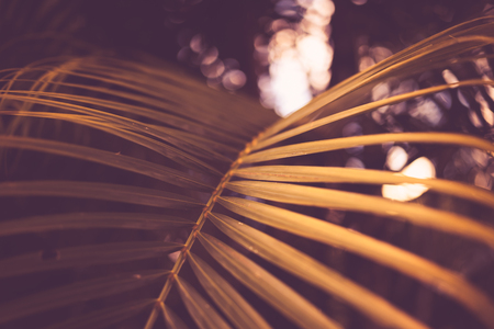 Yellow palm leaf pattern texture abstract background. Copy space for graphic design tropical summer concept. Vintage tone filter effect color style.の写真素材