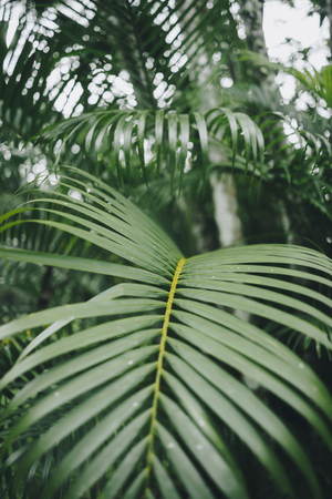 Copy space of blur green palm leaf tree with bokeh sun ligth abstract texture background. Ecology and environment concept. Vintage tone filter effect color style.の写真素材