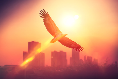 Eagle bird fly over city on sunset sky background. Freedom concept. Vintage tone filter effect color style.の写真素材