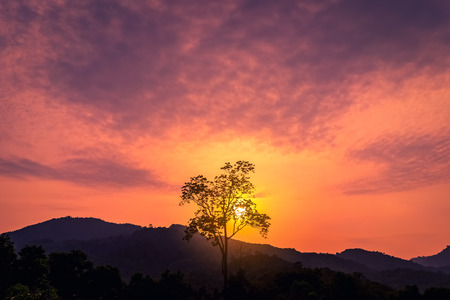Silhouette lonely tree at mountain on sunset sky abstract background. Nature environment and travel...