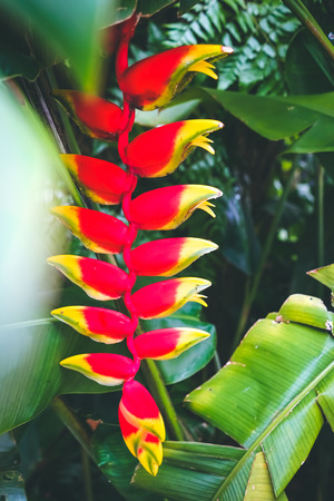 Close up red flower with tropical nature green leaf texture abstract background. Copy space ecology environment and travel adventure concept. Shallow depth of field. Vintage tone filter color style.の写真素材