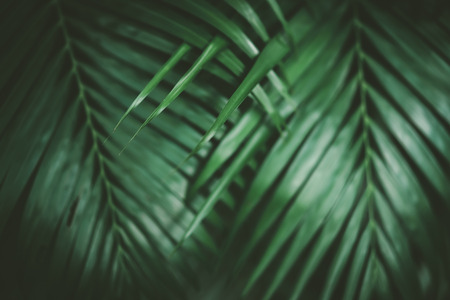 Green palm leaf pattern texture abstract background. Copy space for graphic design tropical summer concept. Vintage tone filter effect color style.の写真素材
