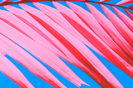 Copy space tropical palm tree with sun light on blue sky and cloud abstract background. Summer vacation and nature travel adventure concept. Vintage tone filter effect color style.の写真素材