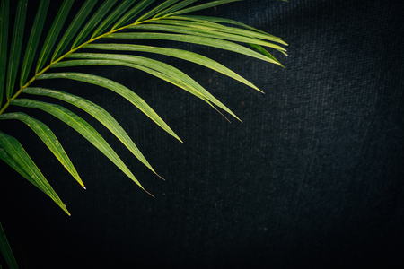 Nature green palm leaf on black background. Copy space of environment and summer concept.の写真素材