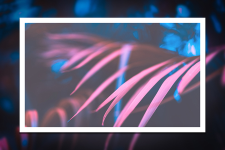 White line frame on pink palm leaf pattern texture abstract background. Copy space for graphic...